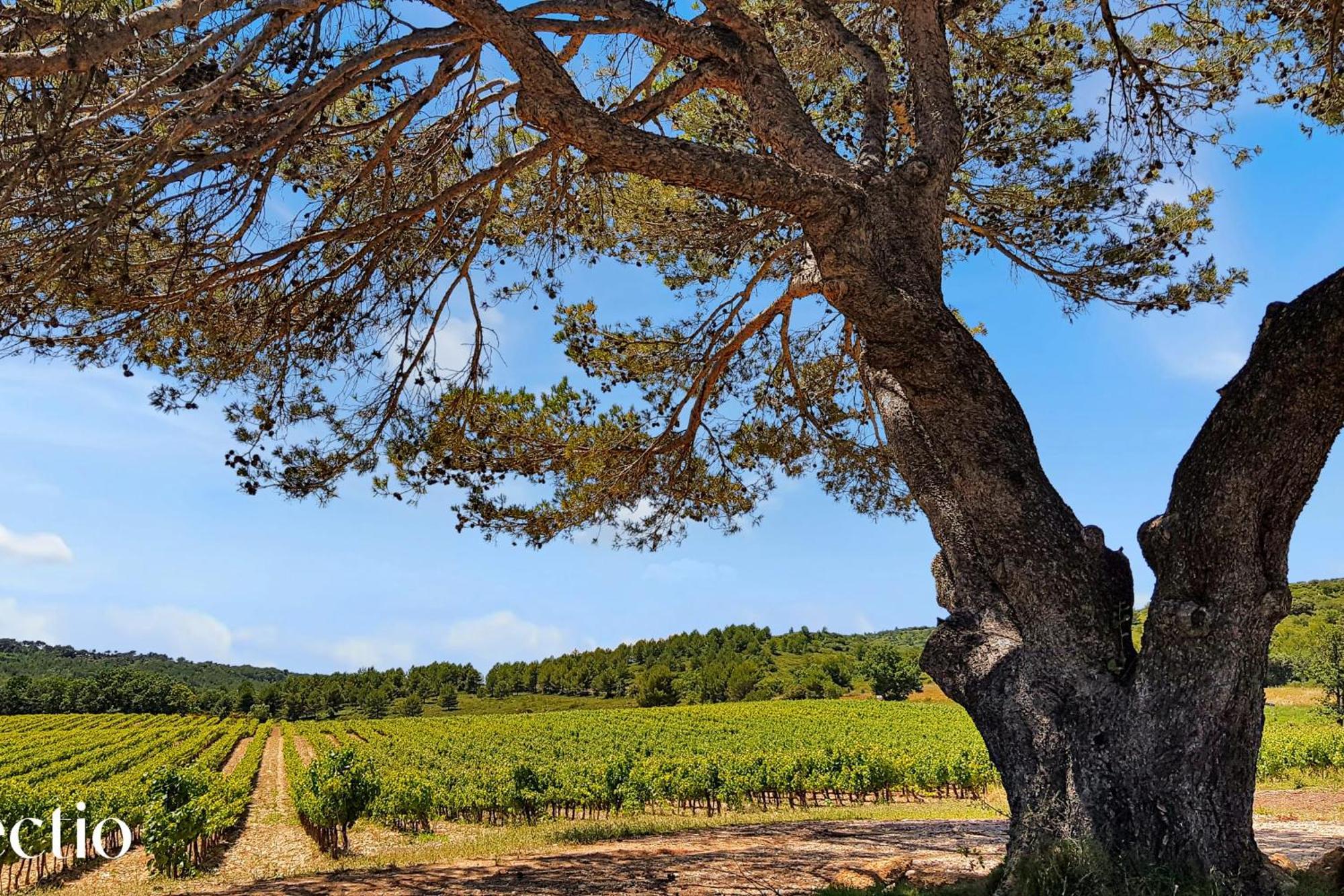 Апарт отель Bastide Domaine Tour Campanets Ле-Пюи-Сент-Репарад Экстерьер фото